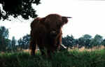 hochlandrind.jpg (42262 bytes)